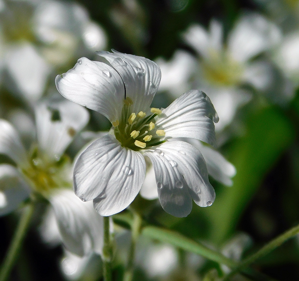 Изображение особи Cerastium tomentosum.