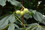 Aesculus hippocastanum. Ветвь с незрелыми плодами. Франция, г. Париж, Елисейские поля. 12.07.2010.