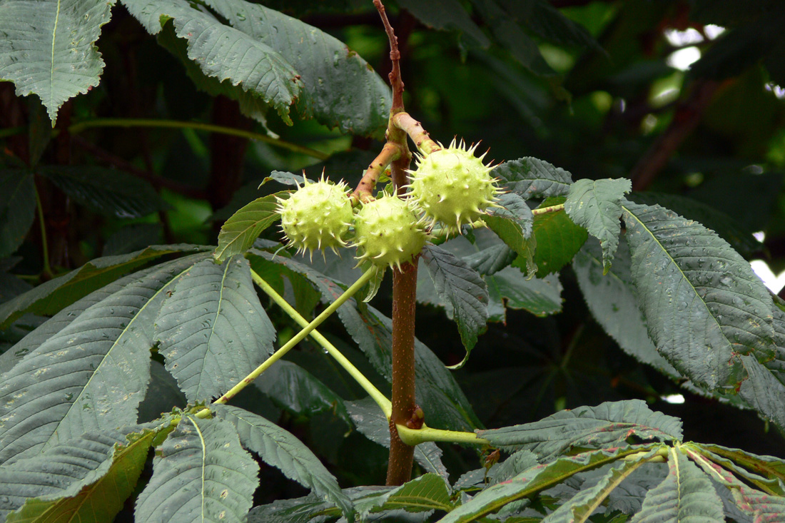 Изображение особи Aesculus hippocastanum.