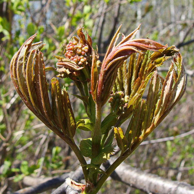 Image of Sorbus amurensis specimen.