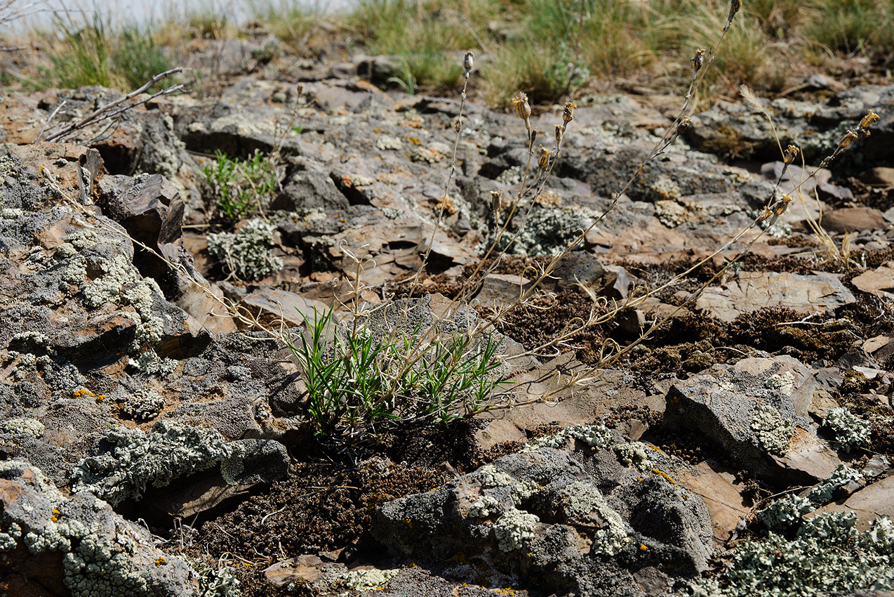 Image of Silene altaica specimen.