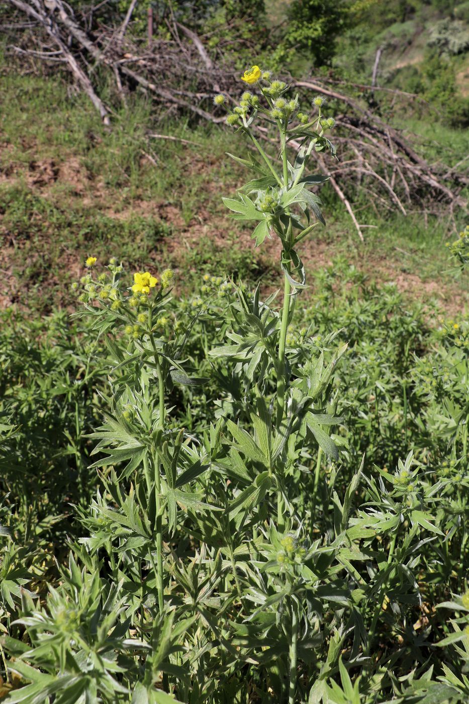 Изображение особи Ranunculus sericeus.