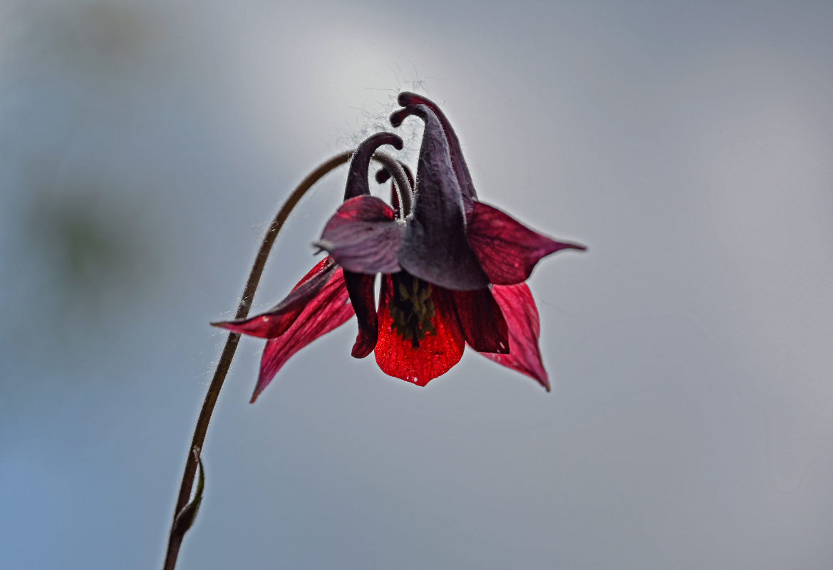 Image of Aquilegia atrovinosa specimen.