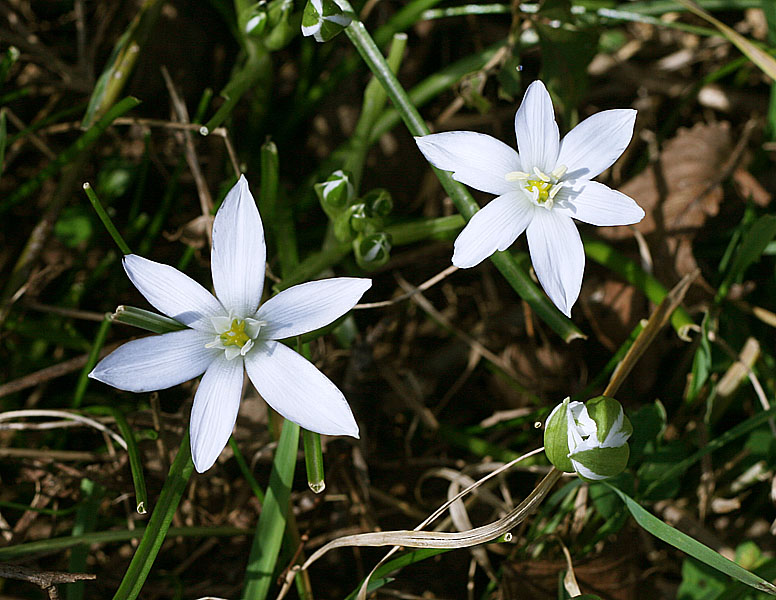 Изображение особи Ornithogalum woronowii.