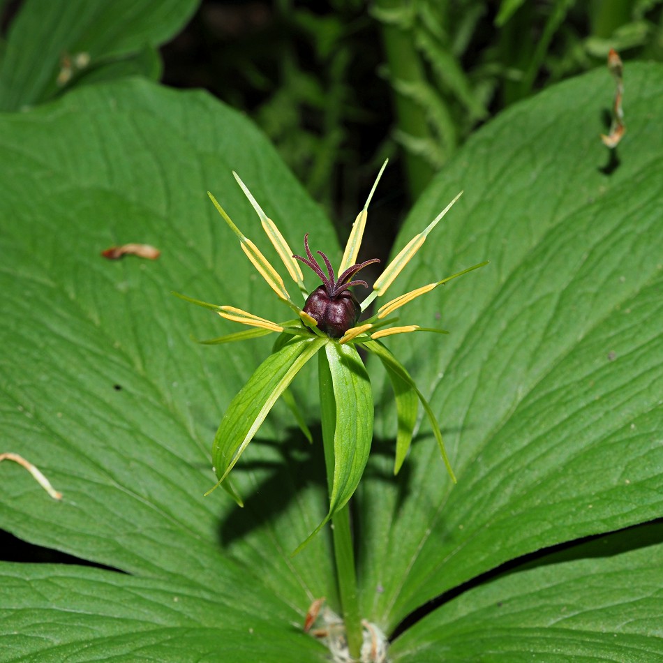 Image of Paris quadrifolia specimen.