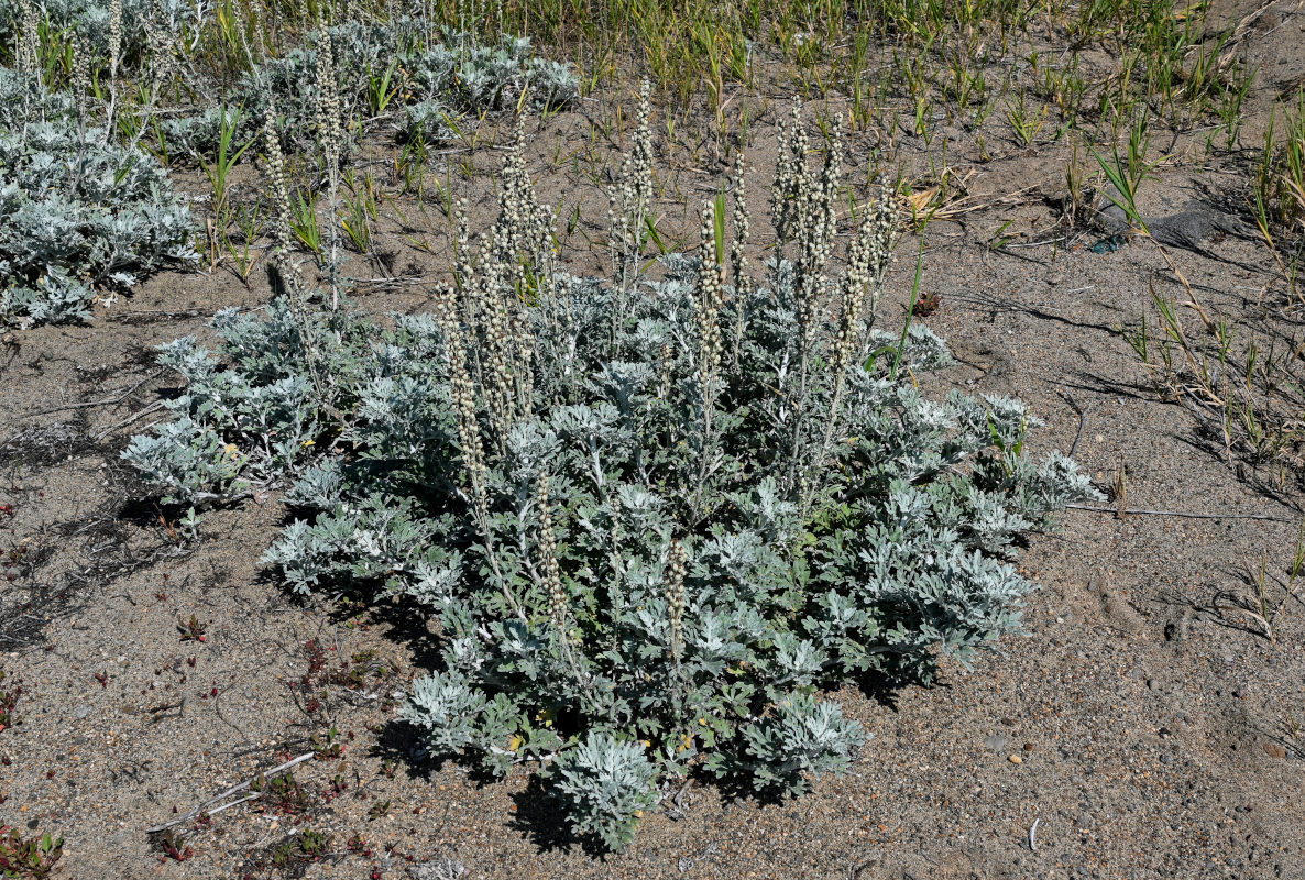 Изображение особи Artemisia stelleriana.