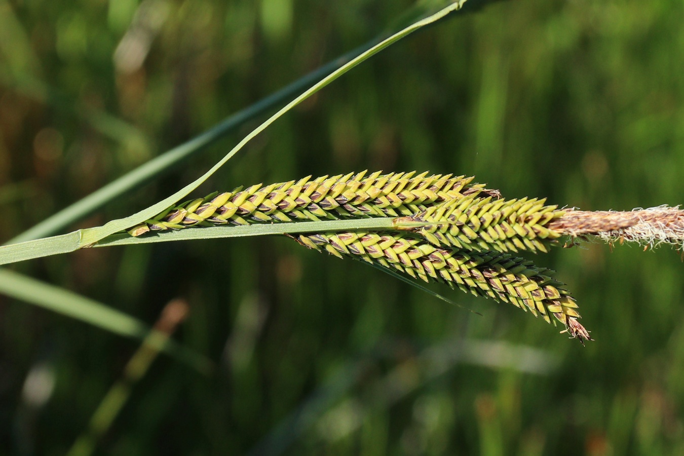 Изображение особи Carex omskiana.