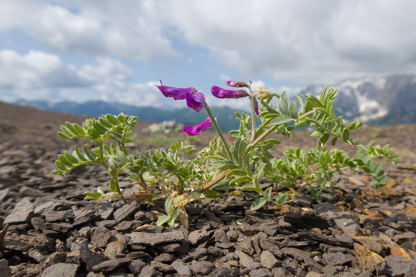 Image of Vicia alpestris specimen.