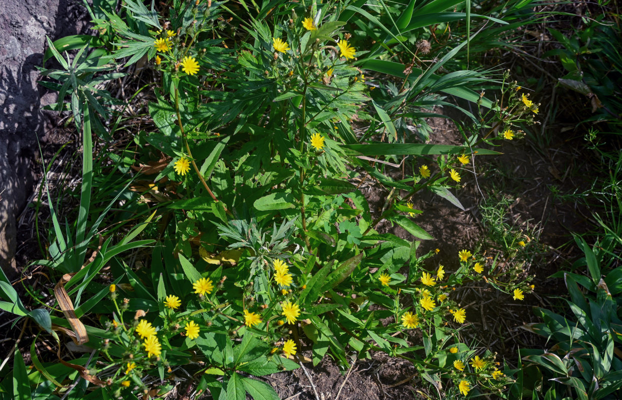 Изображение особи Picris japonica.