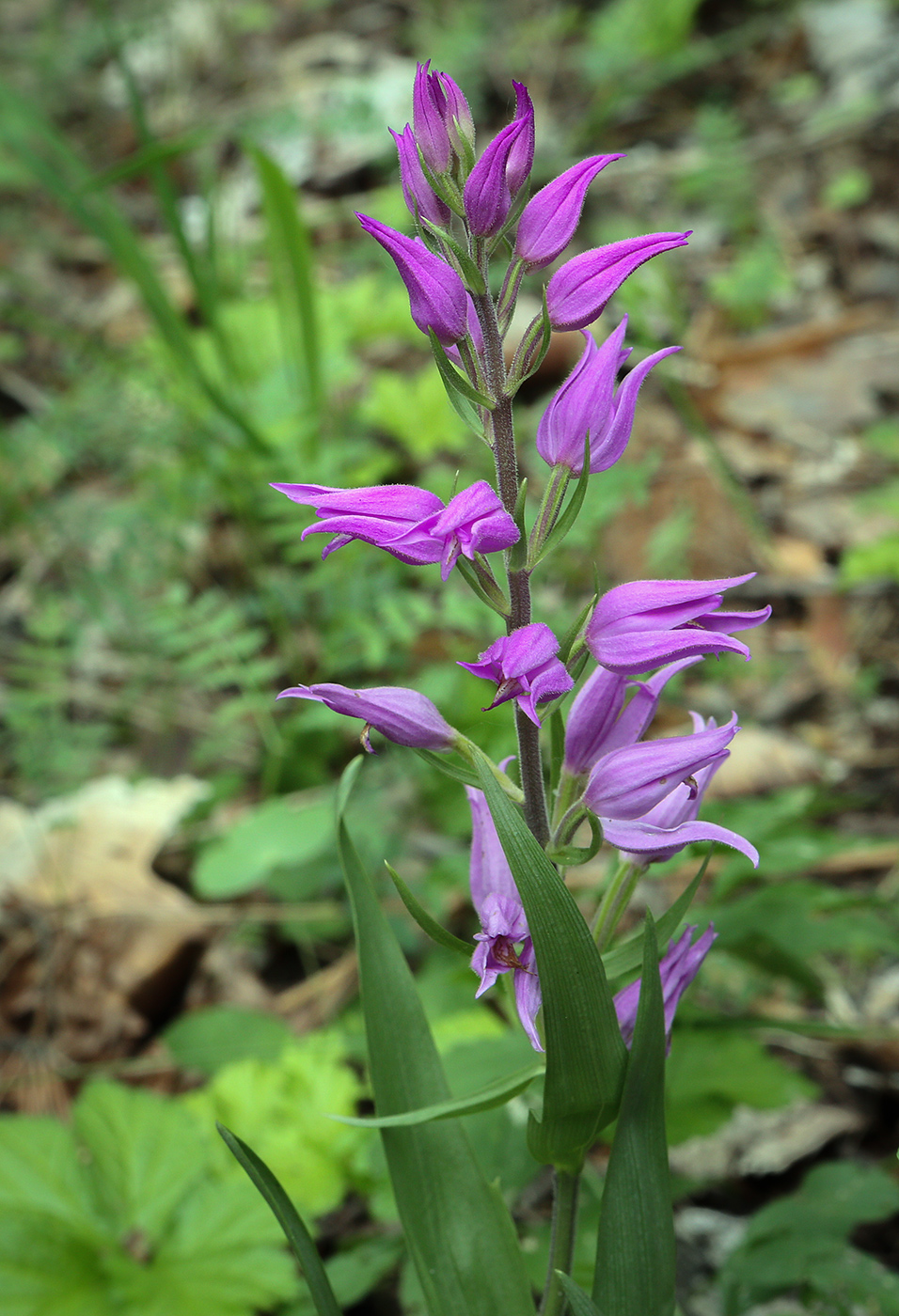 Image of Cephalanthera rubra specimen.