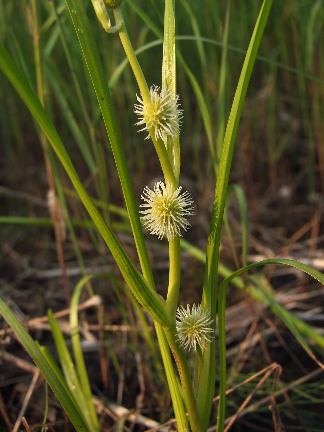 Image of Sparganium rothertii specimen.