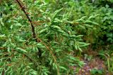 Смотреть изображение Juniperus communis