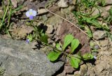 Mazus pumilus. Цветущее растение. Грузия, Аджария, национальный парк \"Мтирала\", подножие каменистого склона, у дороги. 17.06.2023.