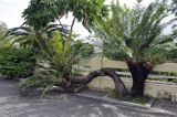 genus Cycas