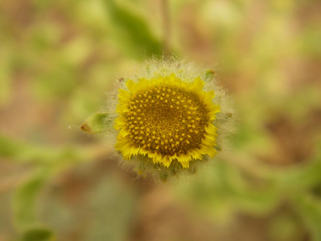 Image of Pulicaria vulgaris specimen.