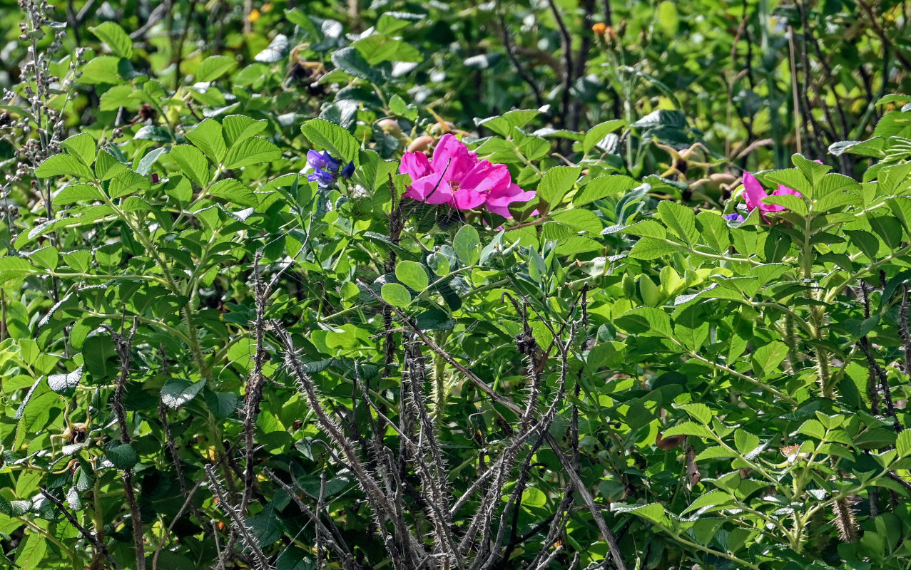 Image of Rosa rugosa specimen.