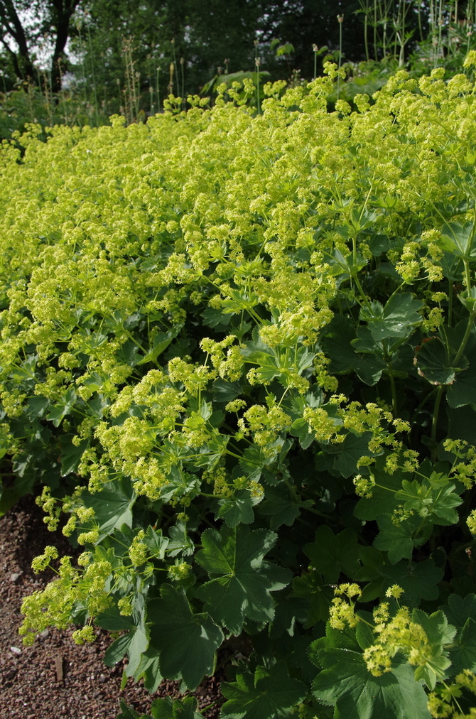 Изображение особи Alchemilla peristerica.