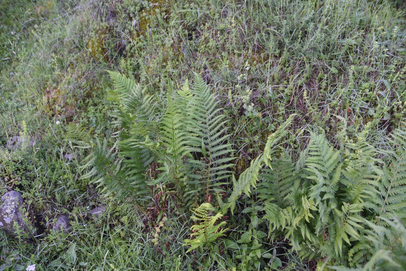 Image of Dryopteris filix-mas specimen.