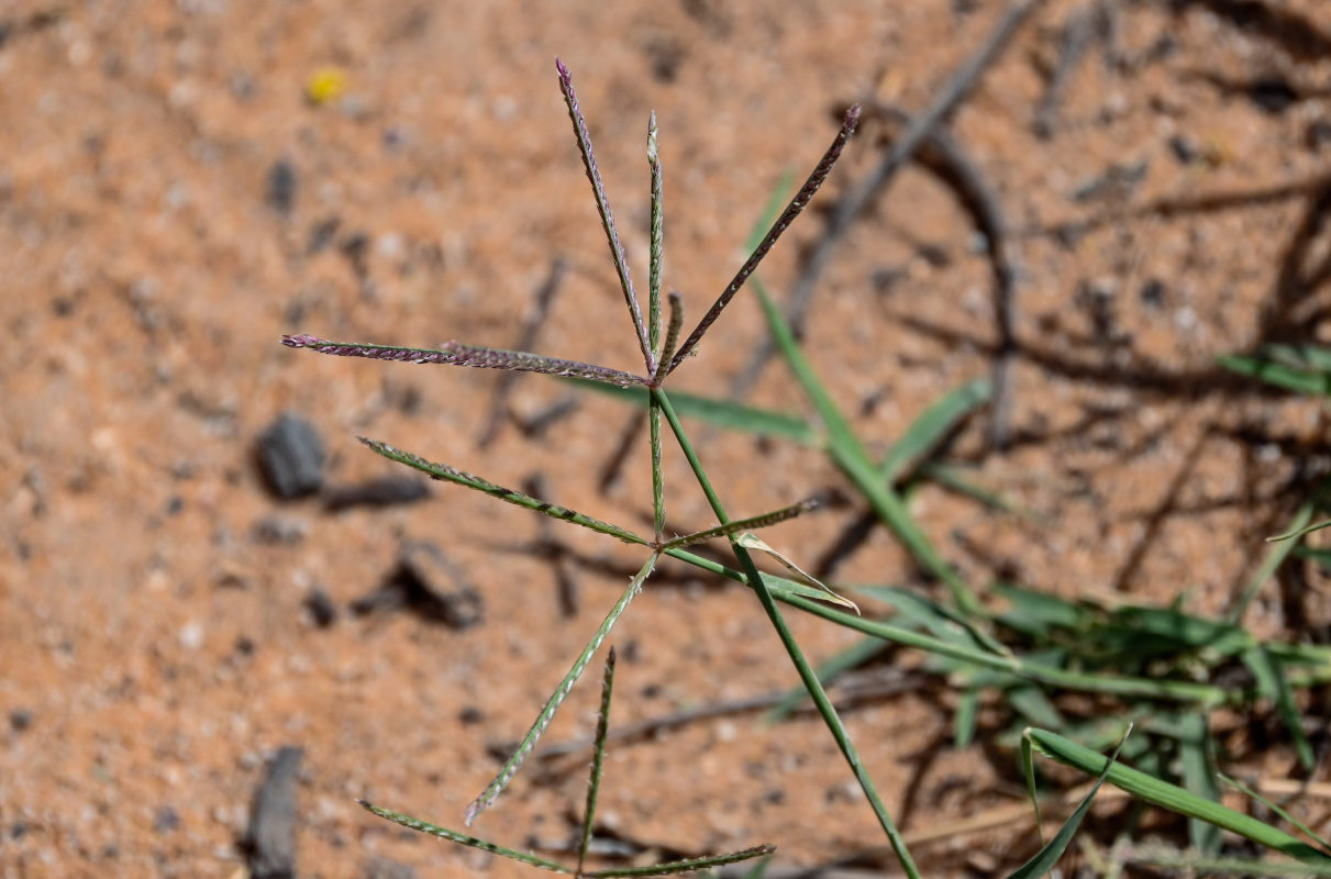 Image of Cynodon dactylon specimen.