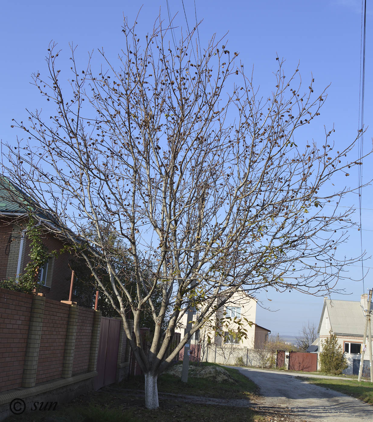 Image of Juglans regia specimen.