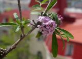 genus Buddleja. Часть ветви с соцветиям. Крым, Севастополь, в культуре. 14.05.2023.