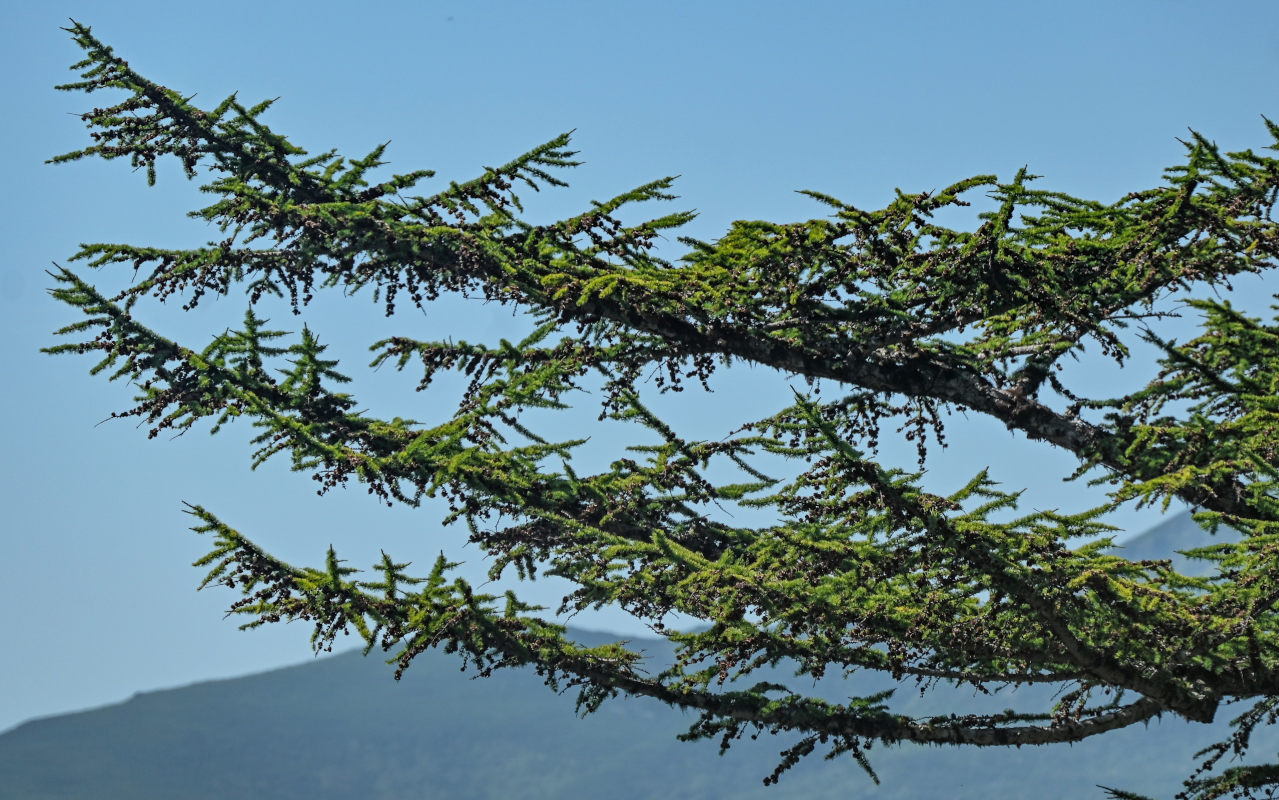 Image of Larix kamtschatica specimen.