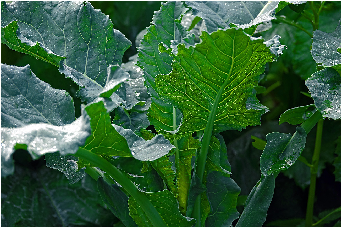 Изображение особи Brassica oleracea.