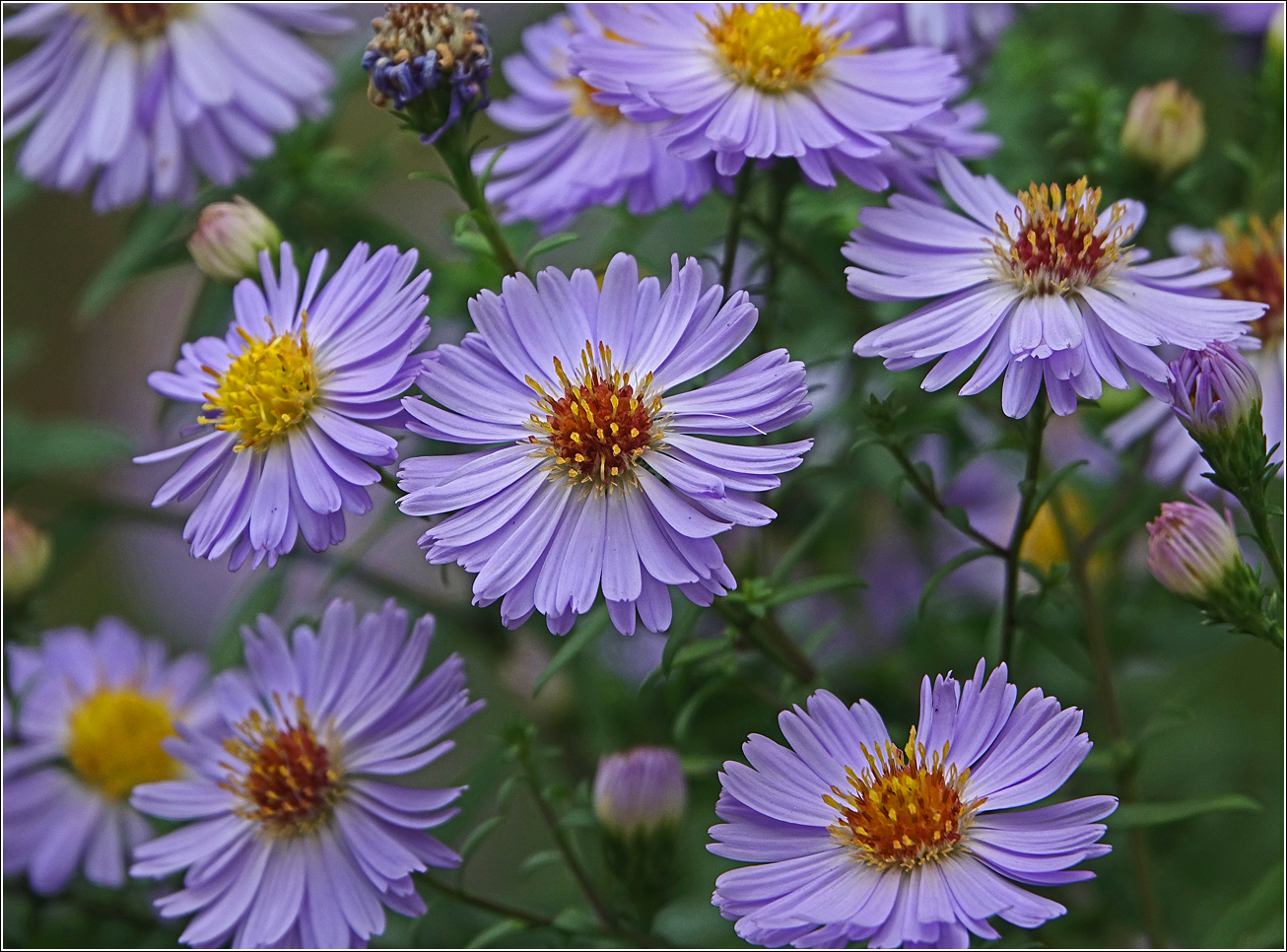 Image of genus Symphyotrichum specimen.