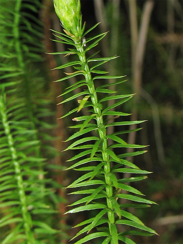 Image of Lycopodium annotinum specimen.