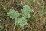 Artemisia absinthium. Вегетирующее растение. Липецкая обл., Данковский р-н, ур. Камень Кудеяра, правый берег р. Дон, степь. 2 августа 2024 г.