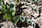 Klasea procumbens