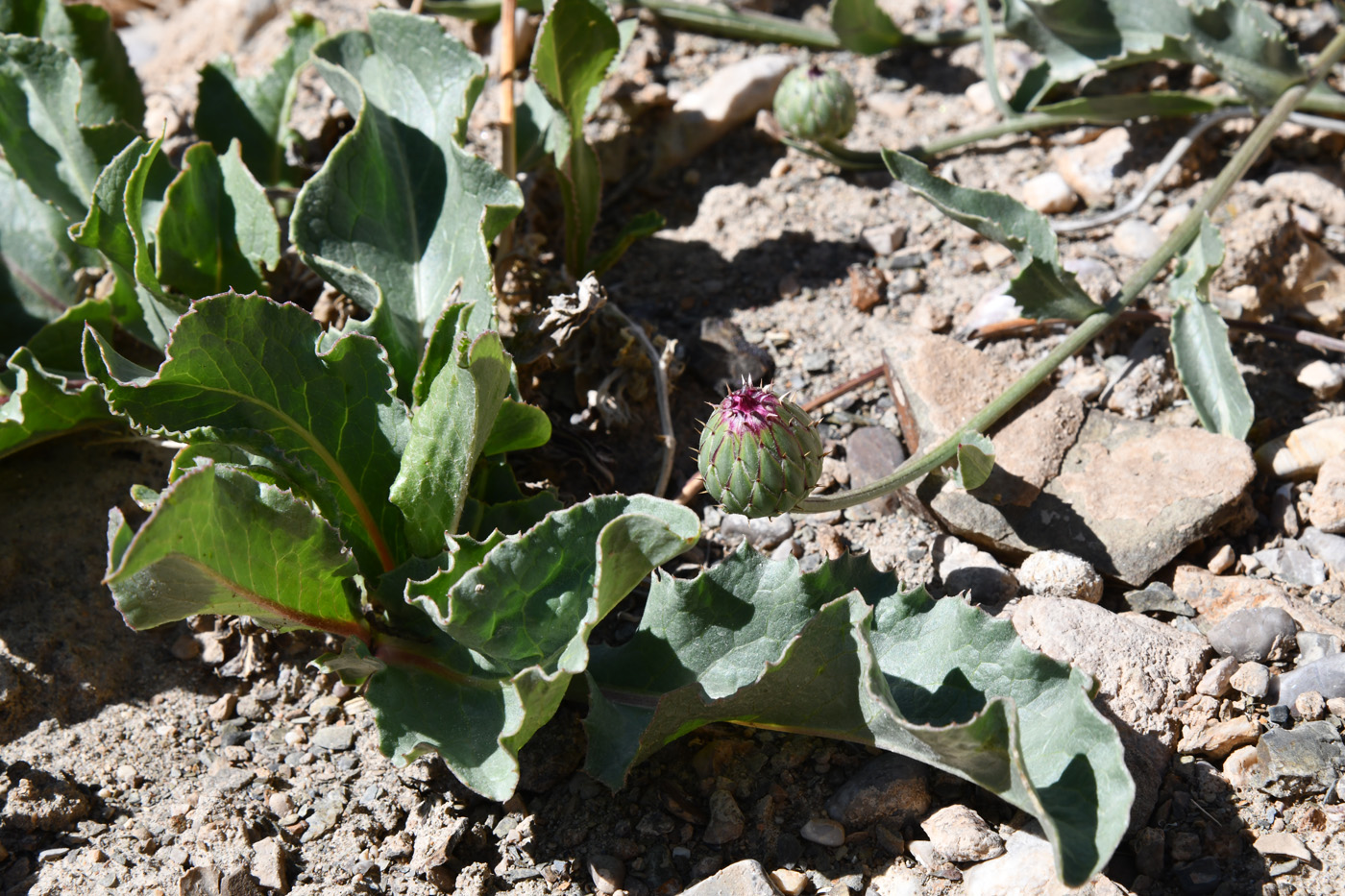 Image of Klasea procumbens specimen.