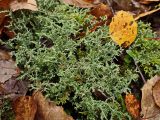 genus Cladonia. Талломы. Хабаровский край, окр. г. Комсомольск-на-Амуре, ООПТ \"Кедрово-тисовая роща\". 28.09.2024.