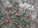 Cotoneaster uniflorus