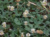 Trifolium repens