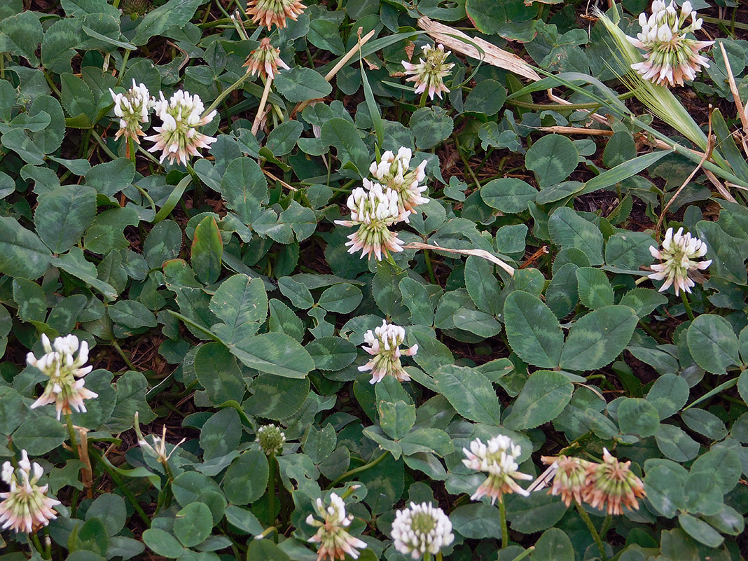 Изображение особи Trifolium repens.