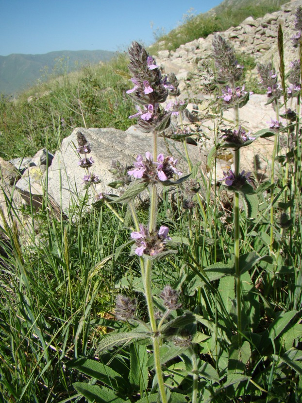 Изображение особи Stachys balansae.