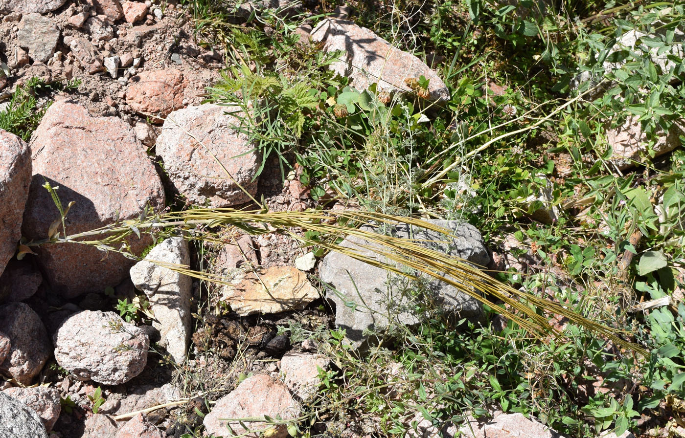 Image of Turritis glabra specimen.