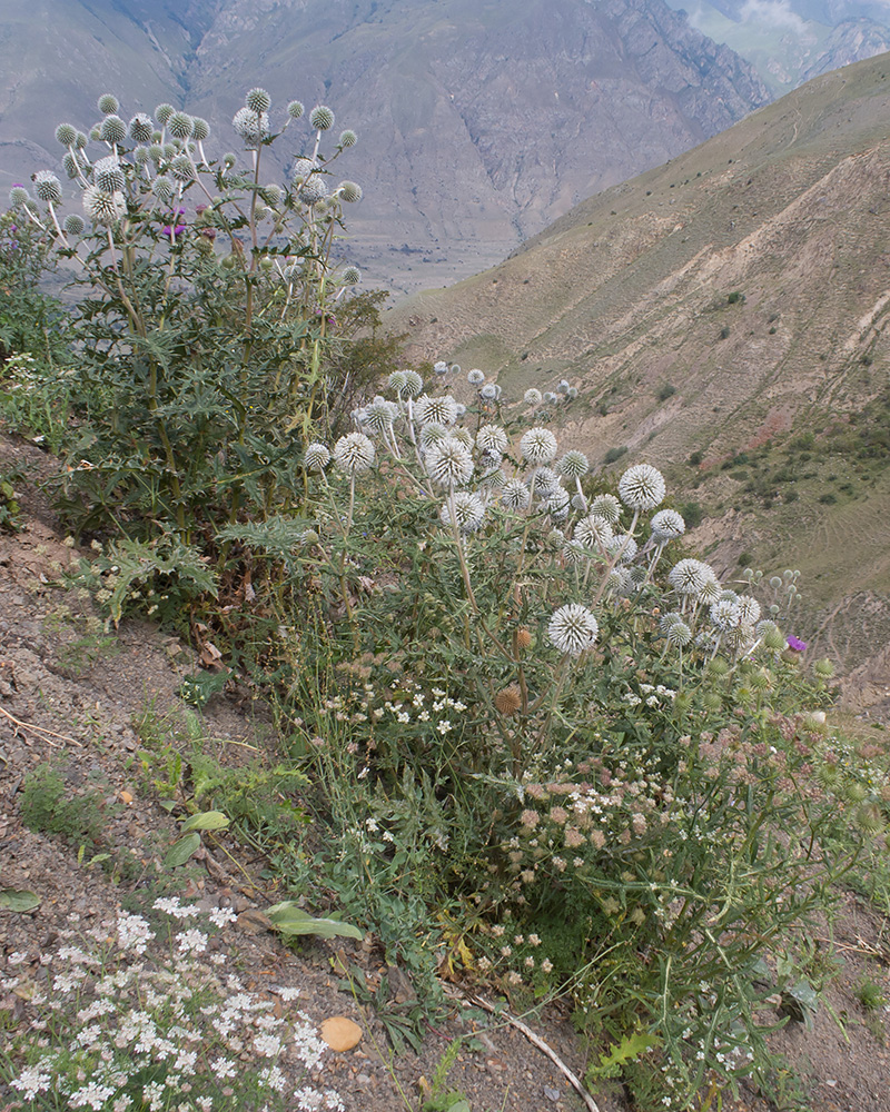 Изображение особи Echinops sphaerocephalus.