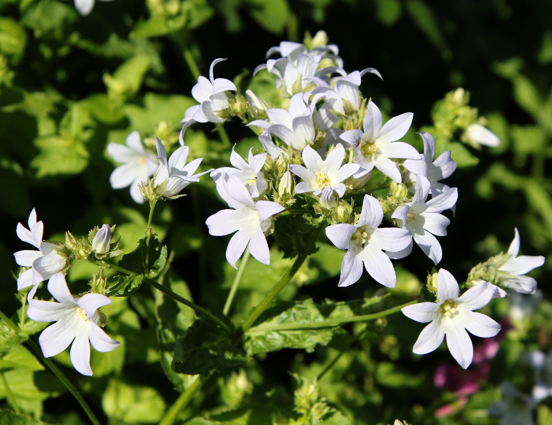 Image of Gadellia lactiflora specimen.