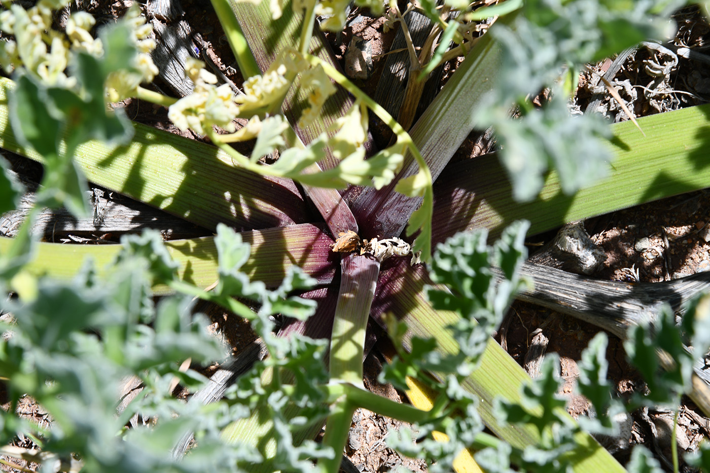 Изображение особи Ferula iliensis.