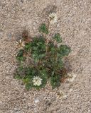 View full-size image Trifolium ambiguum