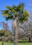 View full-size image Trachycarpus fortunei