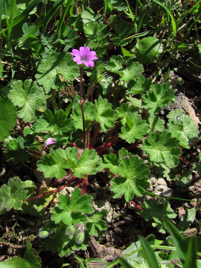 Image of Geranium molle specimen.