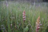 View full-size image genus Orobanche