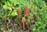 View full-size image genus Orobanche