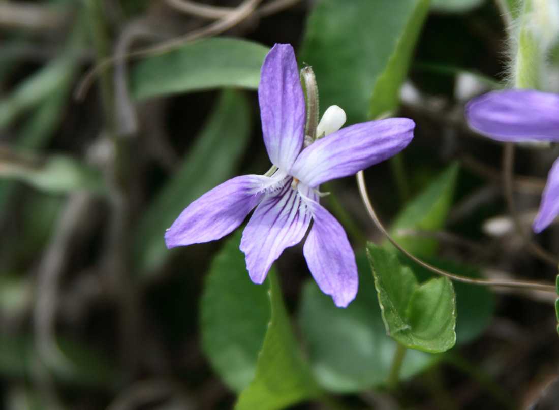 Image of Viola isopetala specimen.