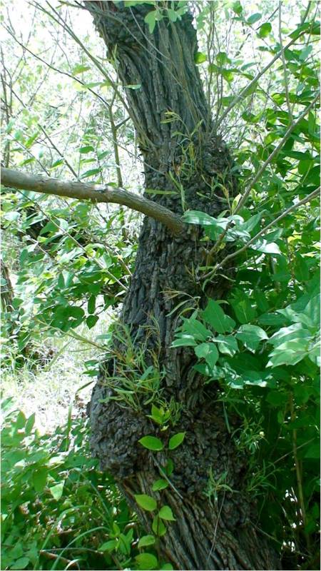 Изображение особи Populus euphratica.