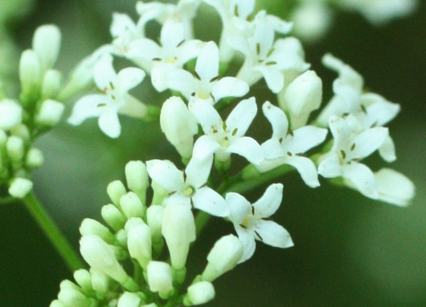 Image of Galium pseudorivale specimen.