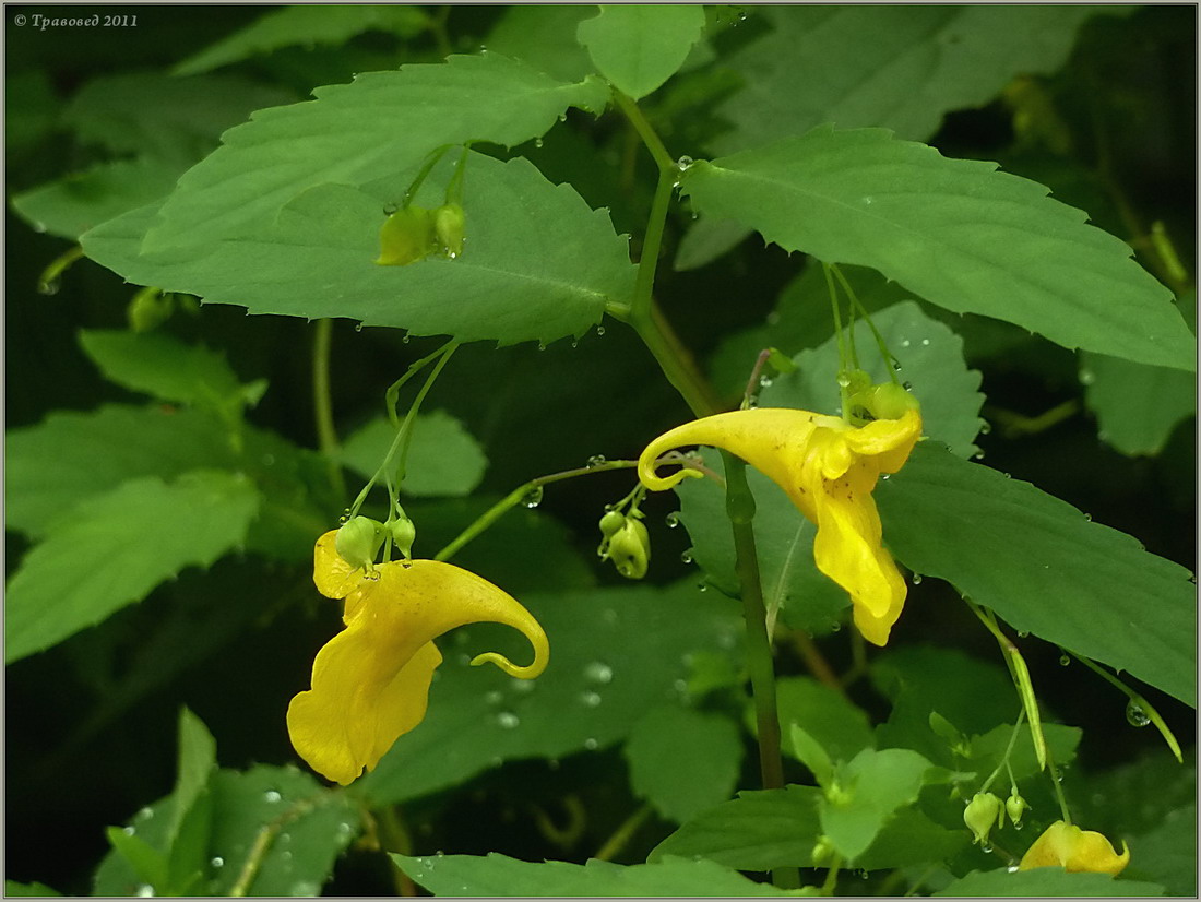 Изображение особи Impatiens noli-tangere.